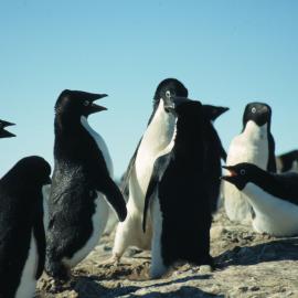 Adelie penguins squabbling