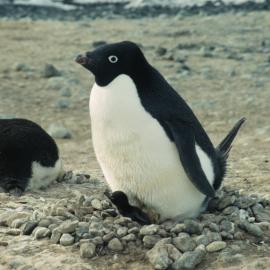 Adelie Penguin and chick