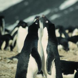 Adelie penguins in a 'Quiet mutual' display