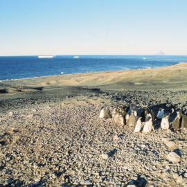 adelie penguins at Cape Bird