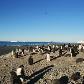 adelie penguins at Cape Bird