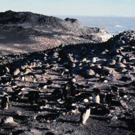 Adelie Rookery at Cape Royds