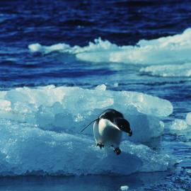Adelie Penguin on ice floe
