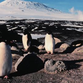 Adelie Penguins at Cape Royds