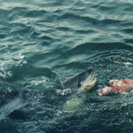 Leopard seal eating an Adelie Penguin