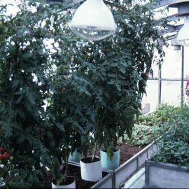Inside Antarctic's only greenhouse, Arctowski Station