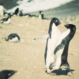ADelie Penguins Fighting