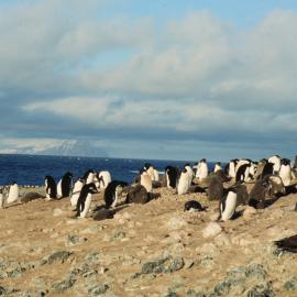Adelie Penguins at Cape Bird