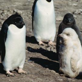 Albino Adelie Penguin chick