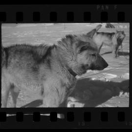 NZ Geological Survey and Antarctic Expedition  1958-59