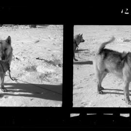 NZ Geological Survey and Antarctic Expedition  1958-59