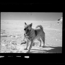 NZ Geological Survey and Antarctic Expedition  1958-59