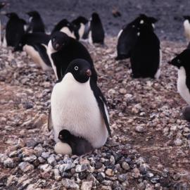 Adelie penguin with chivk and egg