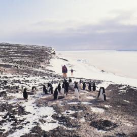 Adelie penguins at Cape Crozier