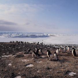 Adelie Penguin colony at Cape Crozier