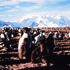 Aelie penguins at Cape Hallett