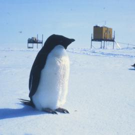 Auroral & Magnetometer laboratories (SANAE) inspected by Adelie after 20km walk inland