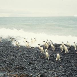 Adelie Penguins, Cape Adare north beach