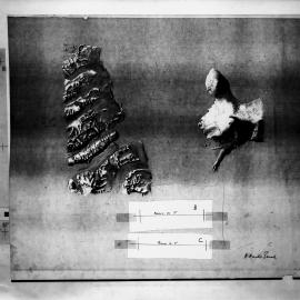 Negative Reductions - Relief - Ross Island