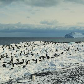 Adelie Penguins on Franklin Island