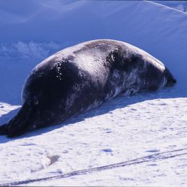 Weddell Seal - Cape Armitage