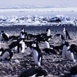 Penguins at Cape Bird