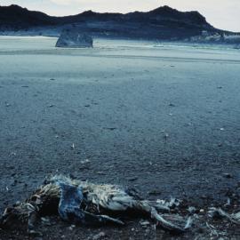 Adelie Penguin predated by Skua