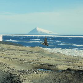 Skua flying at Cape Bird