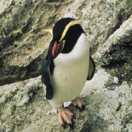 Snares Crested Penguin 