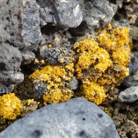 Lichen at Cape Royds