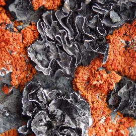 Lichen at Cape Royds