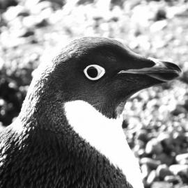 Penguin at Cape Bird