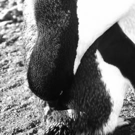 Penguins at Cape Bird