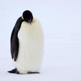 Lone Emperor Penguin