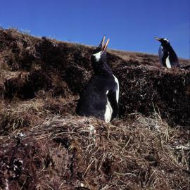 Gentoo Penguin, Kerguelen