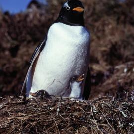 Gentoo Penguin and chicks