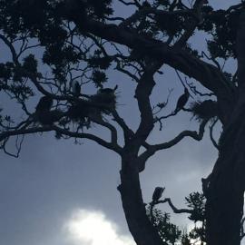 2016 NZARI winter school 