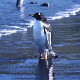 Gentoo Penguin on beach