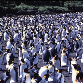 King Penguins
