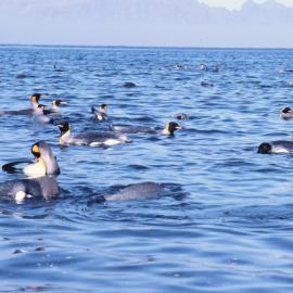 King Penguins in the sea