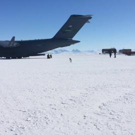 Penguin on the runway