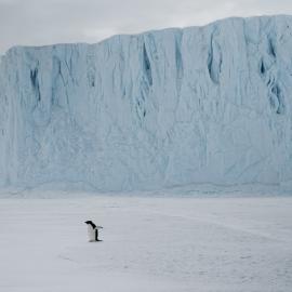 Penguin at Barne Glacier 2