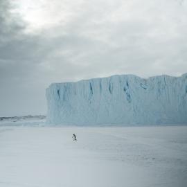 Penguin at Barne Glacier