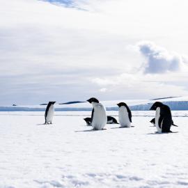 Adelie pengiuns at Cape Evans w Barne Glacier, Marcus Arnold 2016