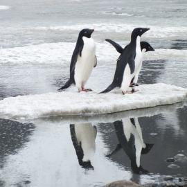 Adelie Penguins on ice