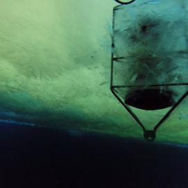 ADCP frozen into platelet ice