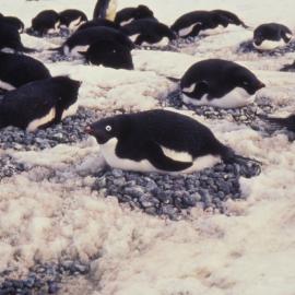 Adelie Penguins Nesting at Cape Hallett