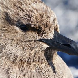 Skua- Close up
