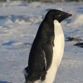 Adelie Penguin