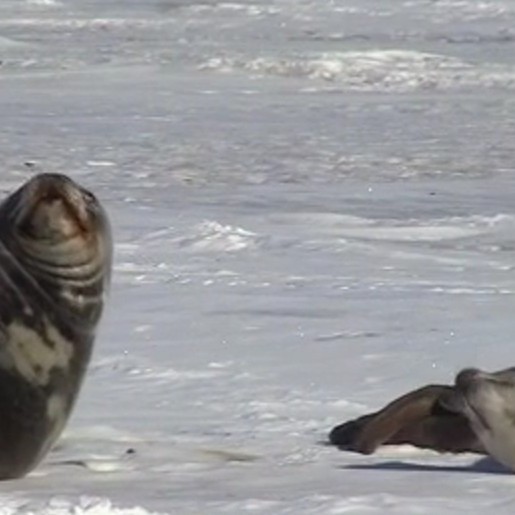 LEARNZ 2017 Now your turn to become a scientist